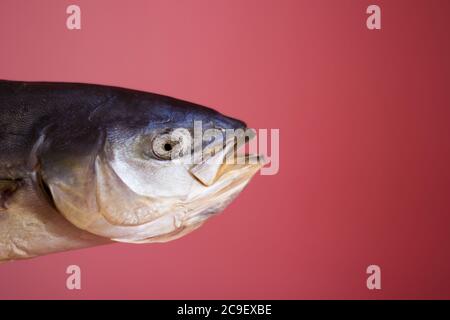 Tuna fish on a pink background, salted dried - isolate, head Stock Photo