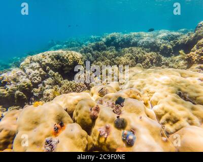 Wonderful and beautiful underwater world with corals and tropical fish Stock Photo