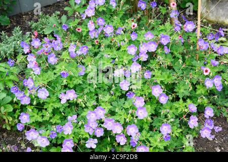 A variety of blue Cranesbill which in itself, is a type of Geranium plant Stock Photo