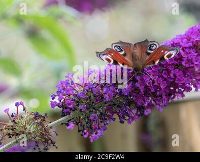 A Beautiful Peacock Butterfly Feeding on Nectar on a Purple Buddleja Flower in a Garden in Alsager Cheshire England United Kingdom UK