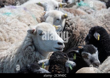 Close up of Flock of Herdwick sheep in pens ready to be clipped. Co. Durham, UK. Stock Photo