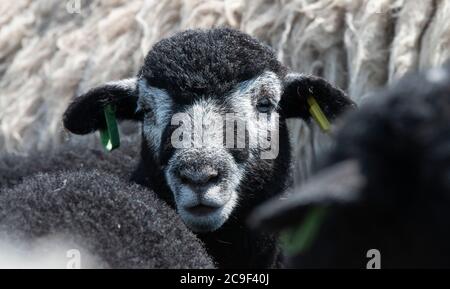 Close up of Flock of Herdwick sheep in pens ready to be clipped. Co. Durham, UK. Stock Photo