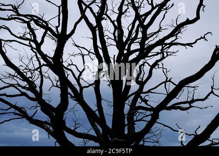 silhouette of dead tree and dark grey sky background Stock Photo