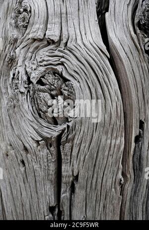 old weathered tree trunk bark, norfolk, england Stock Photo