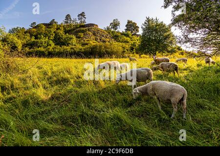 Foraging edible wild herbs on a round tour in Kemnath-Waldeck, Germany. Idyll on the herb trail. The sheep, as natural area caretakers, are feeding against scrub encroachment on the site. Since they have been in use, the population of poisonous lupines has declined sharply Stock Photo