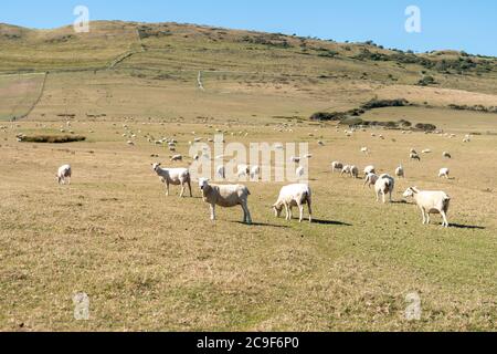 Recently sheared sheep in a field on the south coast of England above Kimmeridge Bay, Dorset, UK Stock Photo