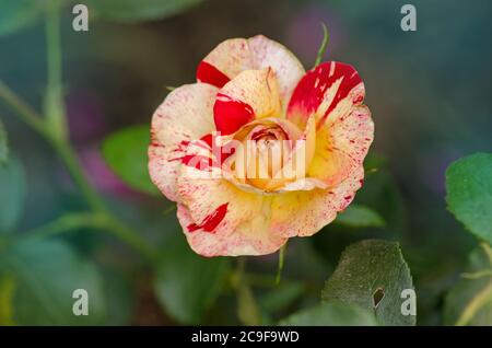 Camille Pissarro roses grows in the garden Stock Photo