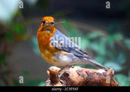 Male orange-headed thrush, zoothera citrina sitting on a branch, holding a little twig in its beak and looking backwards Stock Photo