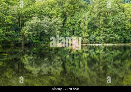 Yew Tree Tarn in the Lake District National Park with trees and their reflections showing vividly in the calm waters of the tarn. Stock Photo