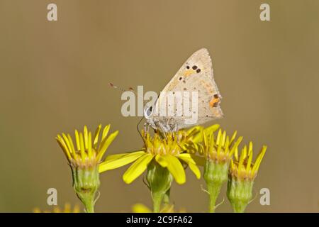 Small Copper Butterfly perched on Ragwort Stock Photo