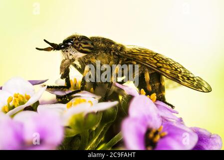 Common Horse Fly or Notch-horned Cleg Fly. Her Latin name is Haematopota pluvialis. Stock Photo