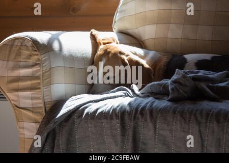 Beagle is lying down on the couch and basking in the sun. Stock Photo