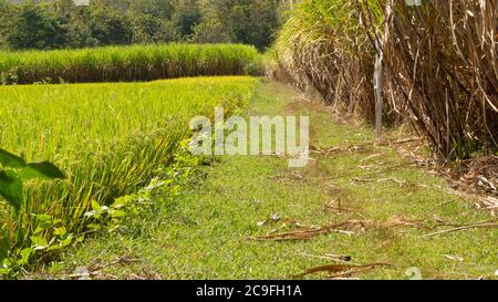 Sugar cane plantations are side by side with rice paddies. Sugar cane is a producer of sugar with good business value, easily planted with a harvest p Stock Photo