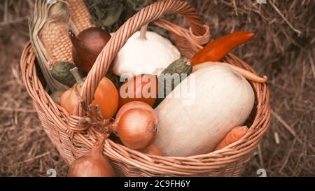 Organic food. Cosy basket full of fresh vegetables - corn, cucumbers, sweet pepper, lettuce, squash, onion on hay background. Harvest concept. Close Stock Photo