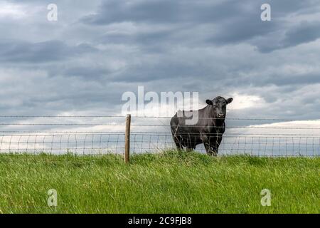 A beautiful and curious lone black cow in a vast farmland field peers over a barbed wire fence. Stock Photo