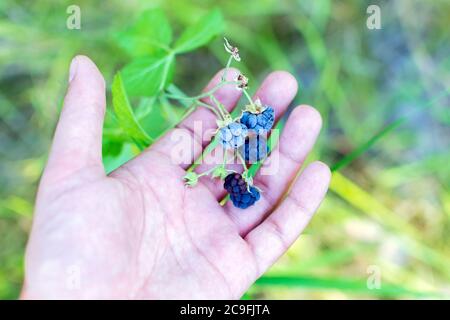 Ripe wild blackberries in the palm of your hand on a green background. Close up. The harvest of blackberries. Stock Photo