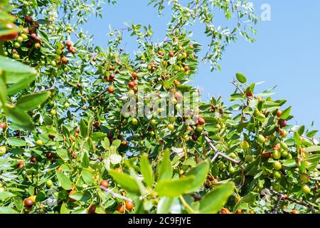 Ziziphus mauritiana Chinese date, ber, marmalade, Indian plum tropical fruit tree. the cultivation of berries. Stock Photo