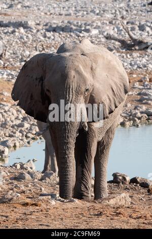 White Etosha Elephant Standing at Okaukuejo Waterhole, Namibia, a Single, Solitary, Lone, Rogue African Elephant in the Savanna Stock Photo