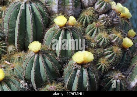 Kaktus parodia magnifica Stock Photo