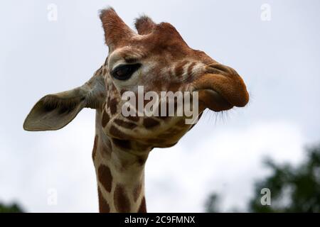 close up of giraffes head isolated Stock Photo