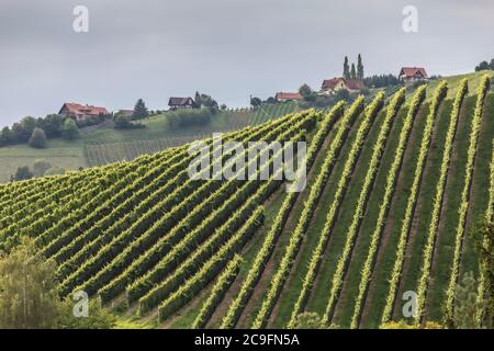 vineyard in Kitzeck along the South Styrian vine route in Austria, Europe Stock Photo