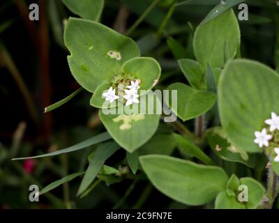 Richardia scabra, commonly called as rough Mexican clover  or Florida pusley , a plant in the coffee family, selective focus Stock Photo