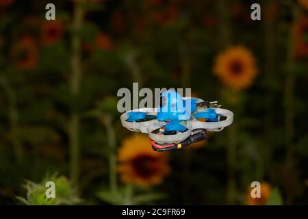 Multi copter also drone glows blue, sunflower field (Helianthus annuus) in the dark. Germany. Stock Photo