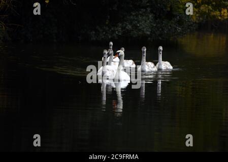 A family of swans drifts peacefully along the beautiful Basingstoke Canal in Surrey Stock Photo