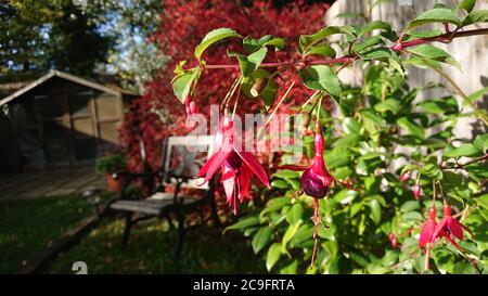 Beautiful red fuscia flowers enjoying some autumn sunshine on a warm October day Stock Photo