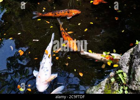 Fishpond with various medium sized garden pond fish Stock Photo - Alamy