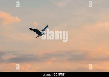 Grey heron bird flying in the beautiful evening sky Stock Photo