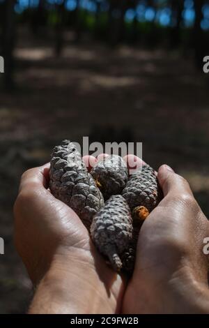 Shallow focus shot of a person holding pine cones in their palms Stock Photo