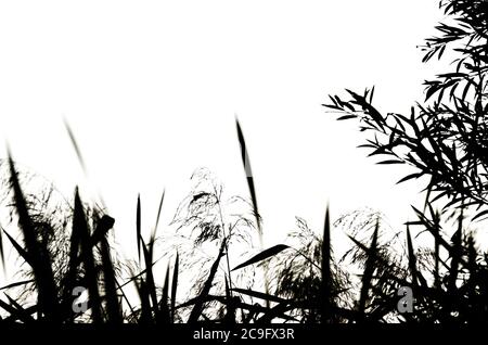 Reed silhouettes isolated on white background. Natural black and white floral background. Selective focus Stock Photo