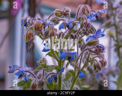 Borage Stock Photo