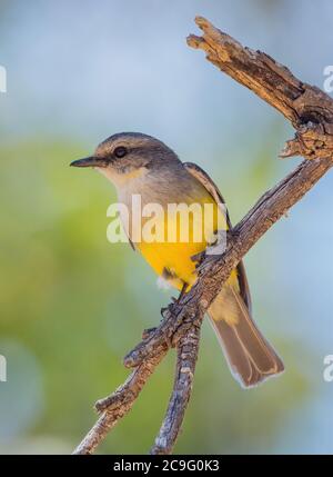 Eopsaltria griseogularis Stock Photo