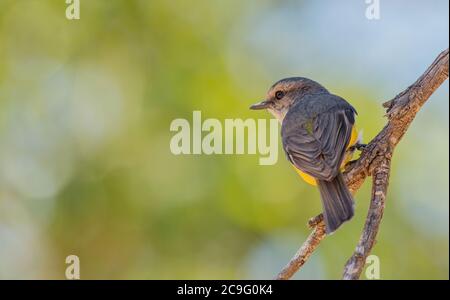 Eopsaltria griseogularis Stock Photo