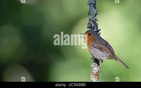 Robin, Erithacus rubecula, singing from a branch Stock Photo