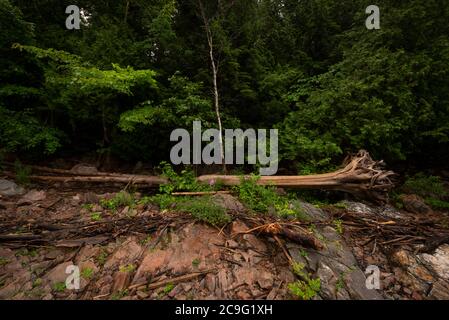 Trees and other detritus deposited across bedrock by early spring floods along a remote river, rich in tannins, to Chippawa Fall north of the short of Stock Photo