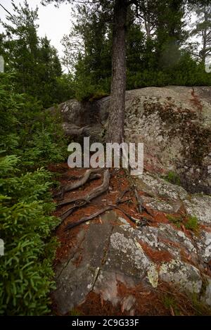 A coniferous tree's roots cling to the bedrock off Lake Superior's northern shore. Stock Photo