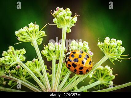 27 July 2020, Brandenburg, Potsdam/Ot Fahrland: An Asian ladybird (Harmonia axyridis) crawls on the stems of the wood angelica (Angelica sylvestris) in the Ferbitzer Bruch nature reserve near the village of Kartzow. In total there are about 70 different species of ladybird in Germany. The orange to black harlequin beetle usually has nineteen points and is considered particularly voracious against aphids and larvae. Photo: Soeren Stache/dpa-Zentralvild/ZB Stock Photo