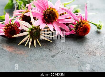 Echinacea flower on a background of black concrete Stock Photo