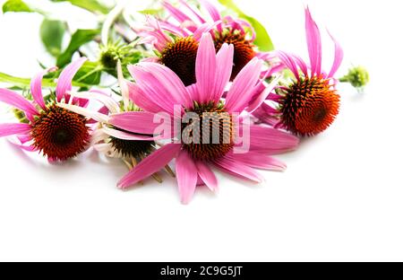Echinacea flower isolated on a white background Stock Photo