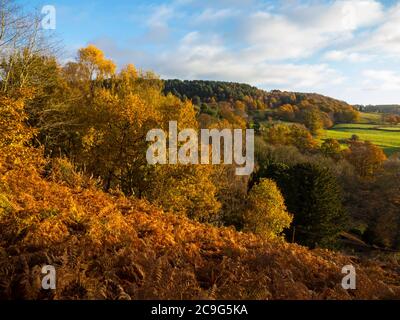 Autumn trees in woodland at Lumsdale near Matlock in the Derbyshire Peak District England UK Stock Photo