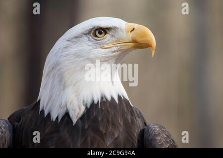 A portrait of an American Bald Eagle Stock Photo