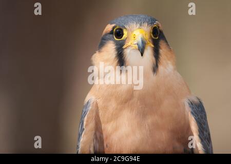 A portrait of an Aplomado Falcon Stock Photo