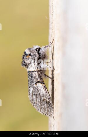 Poplar kitten moth (furcula bifida). Night butterfly of the family Notodontidae, resting on a wooden board. Vertical format. Spain. Stock Photo
