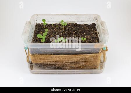 Basil seedlings sprout in a plastic box wrapped with old weathered thread. Small basil cotyledons in germination period. Isolated on white background. Stock Photo