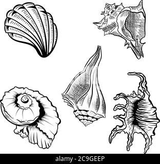 Angular murex seashell hand drawn vector set. Stock Vector