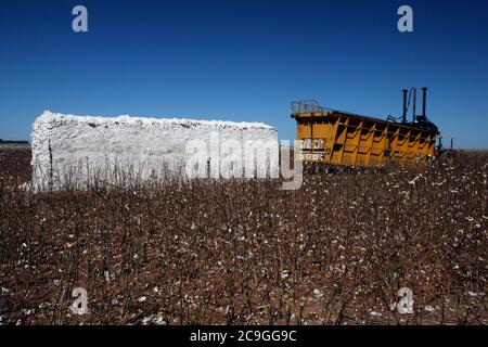 cotton bale in field Stock Photo