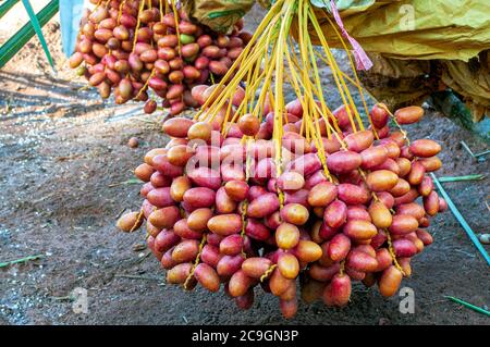 Bunch of Fresh Red Date Fruit hanging on Date Fruit Palm tree. Stock Photo